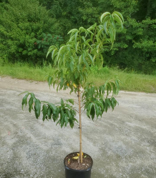 PRUNUS X `ELBERTA` PEACH