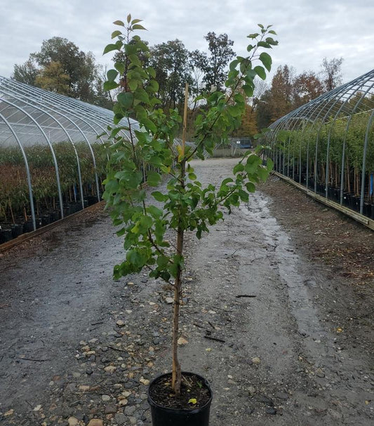 PRUNUS `GOLDCOT` APRICOT