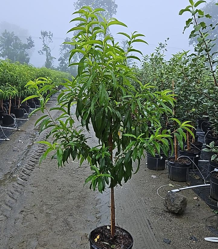 PRUNUS X `INDEPENDENCE` NECTARINE