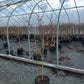 PRUNUS `REDHAVEN` PEACH