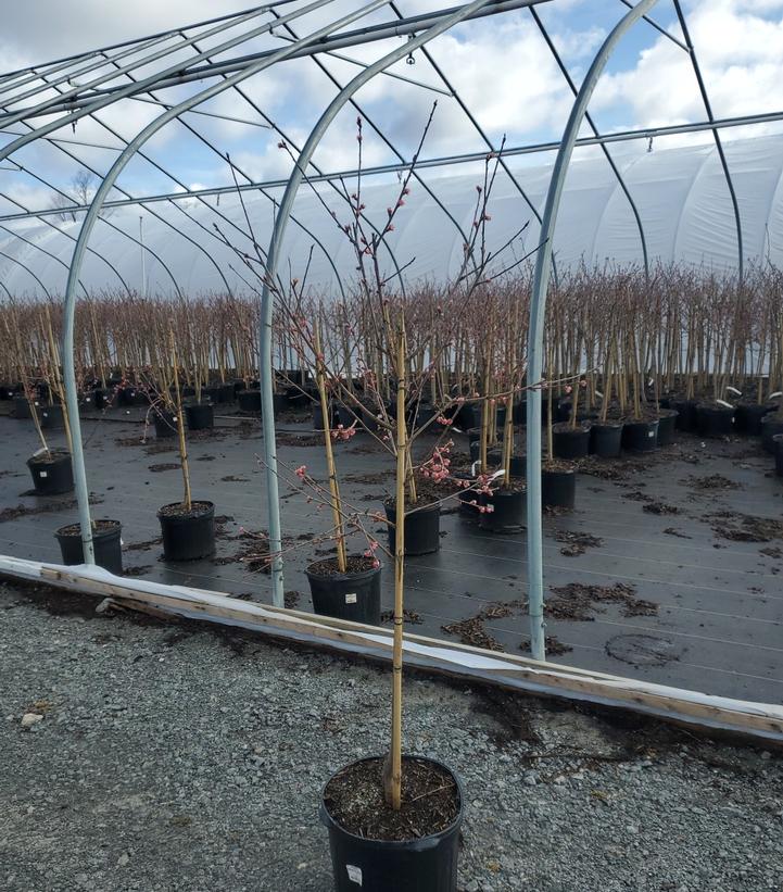 PRUNUS `REDHAVEN` PEACH