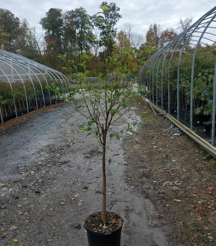 PRUNUS `SANTA ROSA` JAP PLUM