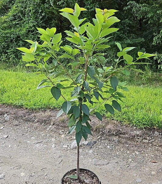 PRUNUS `STELLA` CHERRY SWEET