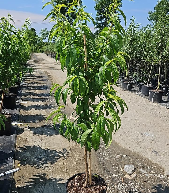 PRUNUS `CANADIAN HARMONY` PEACH