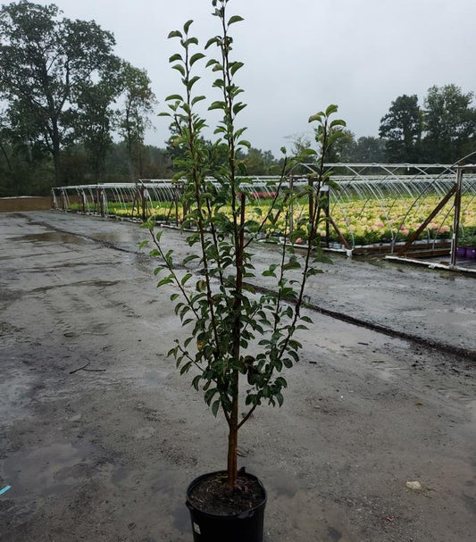 PYRUS X `RED BARTLETT` (PEAR)