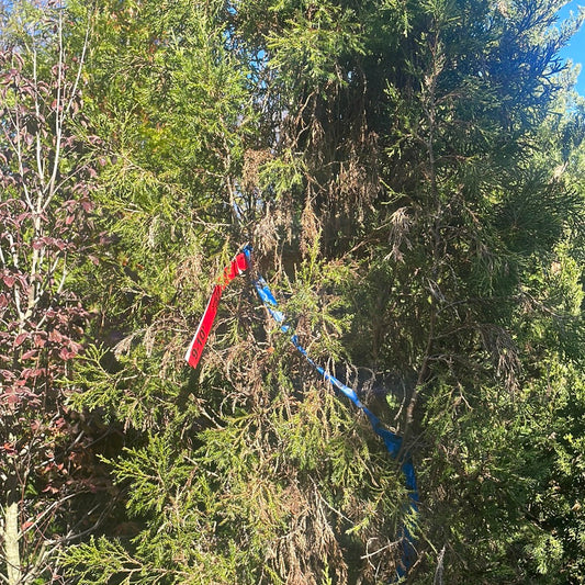 Juniper Virg. Taylor 9-10’ bgrade-Eastern red cedar