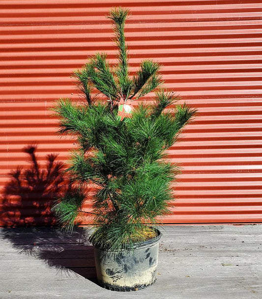 PINUS STROBUS