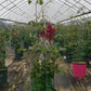 CLEMATIS `REBECCA`