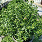 ASTER SHOWMAKERS `BLUE BAYOU`-Aster