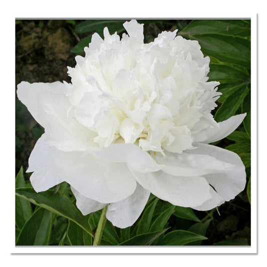 PAEONIA LACTIFLORA `WHITE TOWERS`