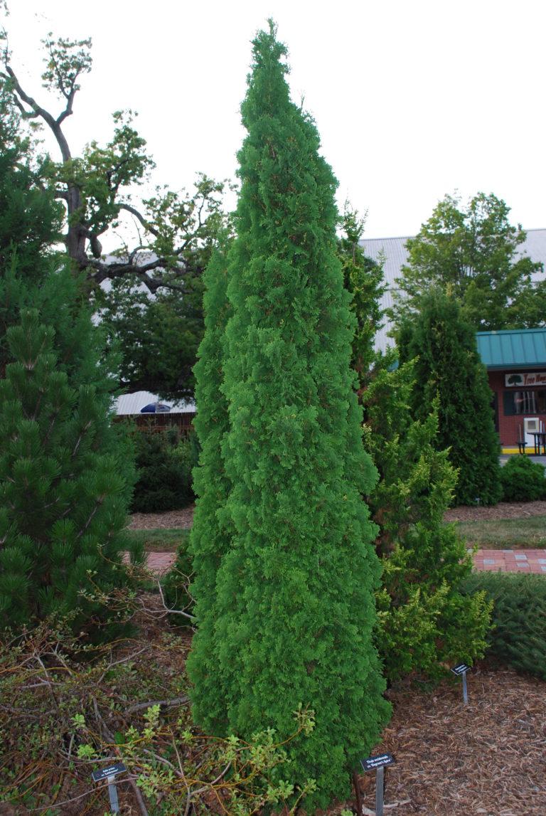 THUJA oc. Degroots Spire-Eastern arborvitae