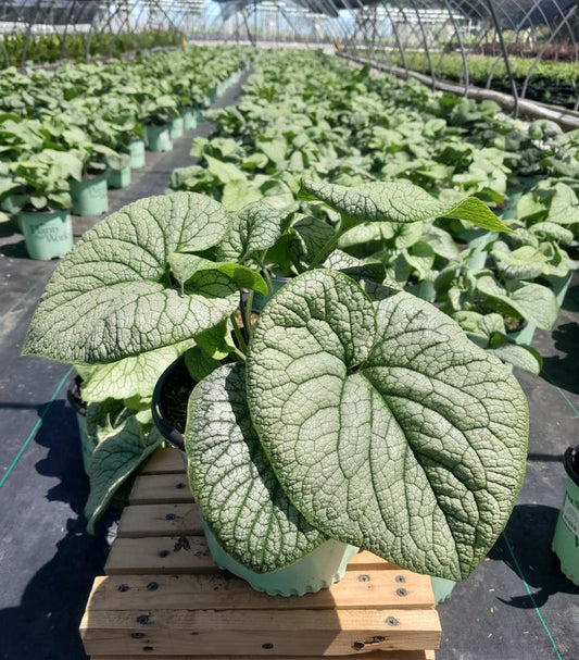 BRUNNERA MACROPHYLLA `ALEXANDER`S GREAT`