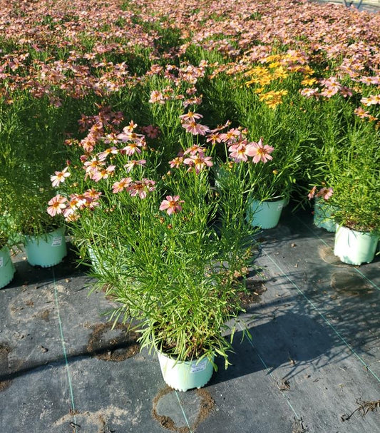 COREOPSIS PT `SHADES OF ROSE`