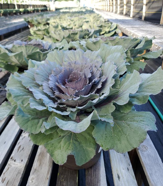 KALE ORNAMENTAL PURPLE