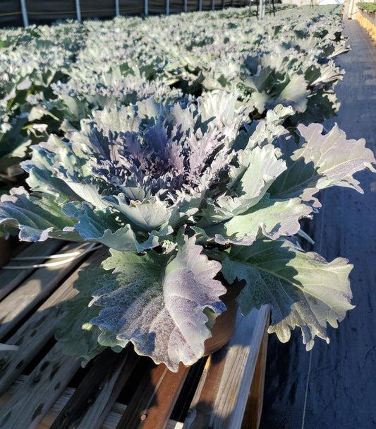 KALE ORNAMENTAL RED