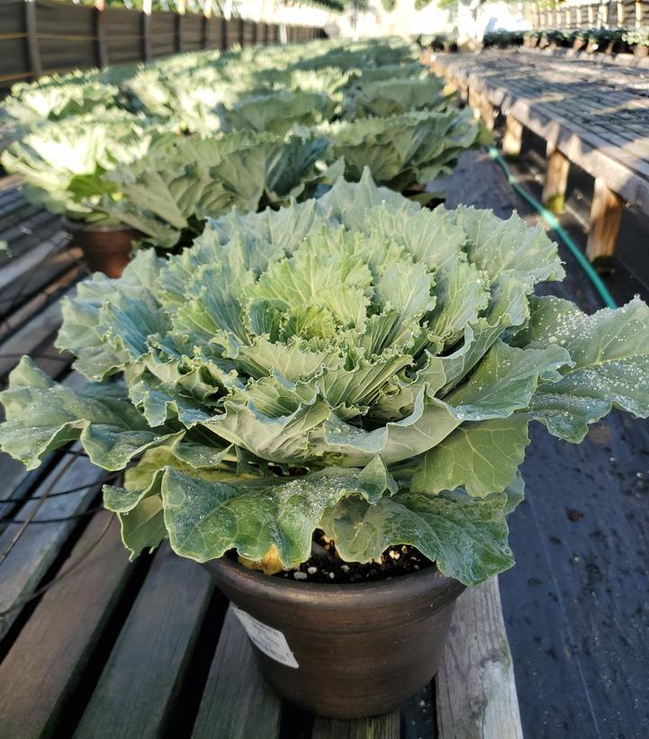 KALE ORNAMENTAL WHITE