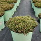 DELOSPERMA JEWEL DESERT `AMETHYST`