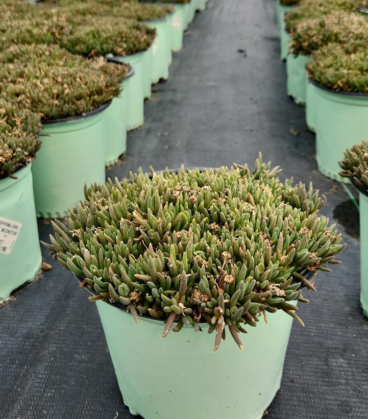 DELOSPERMA JEWEL DESERT `AMETHYST`