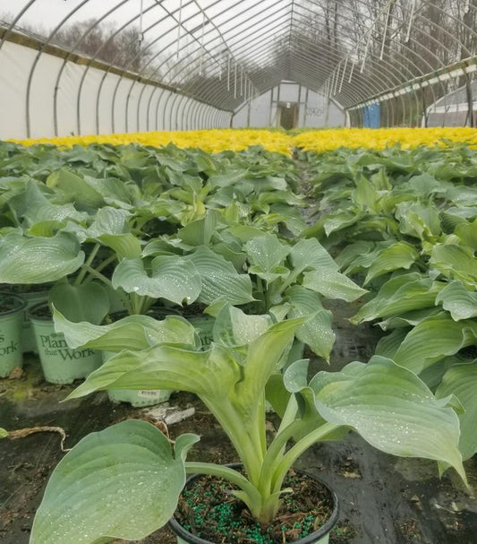 HOSTA `GUARDIAN ANGEL`