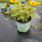 HELIOPSIS HELIANTHOIDES `SUNSTRUCK`