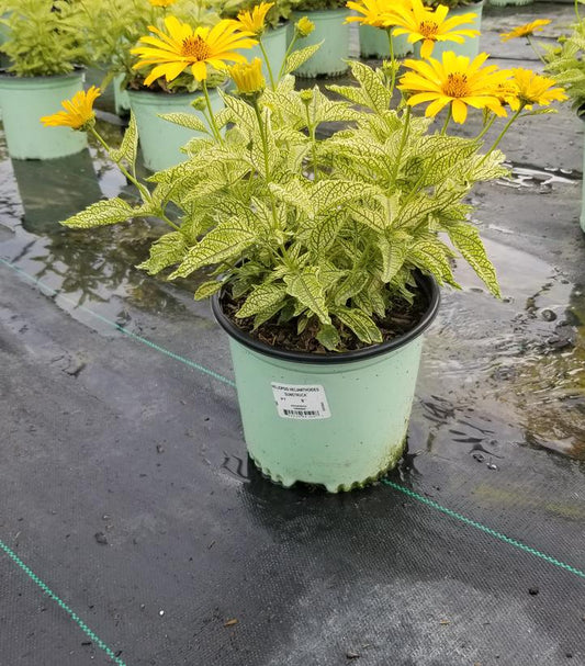 HELIOPSIS HELIANTHOIDES `SUNSTRUCK`