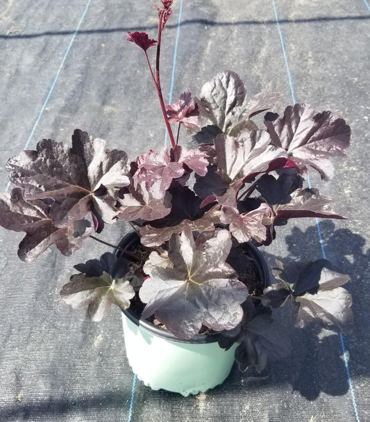 HEUCHERA `OBSIDIAN`