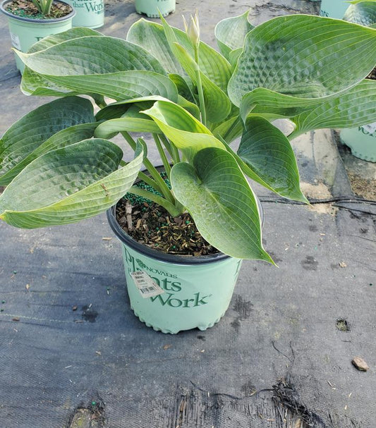 HOSTA `ABIQUA DRINKING GOURD`