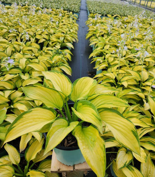 HOSTA `STAINED GLASS`