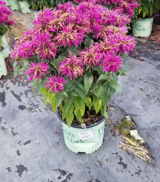 MONARDA `BALMY PURPLE`