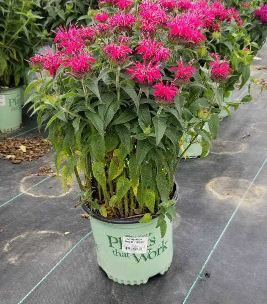 MONARDA `BALMY ROSE`