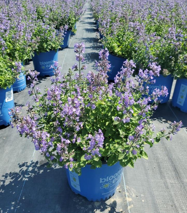 NEPETA `SYLVESTER BLUE`