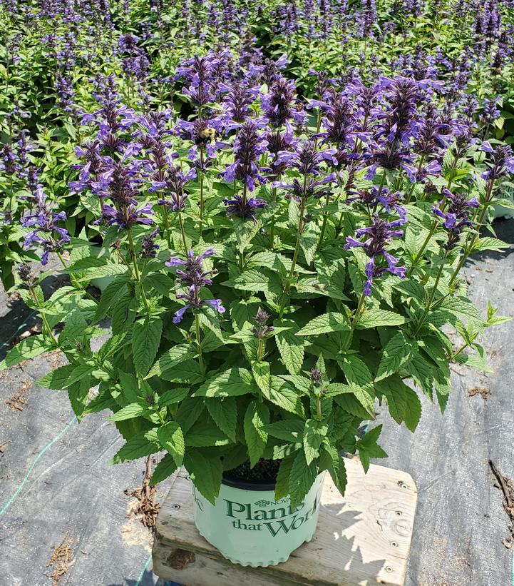 NEPETA `NEPTUNE`