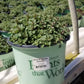 NEPETA `KITTEN AROUND`