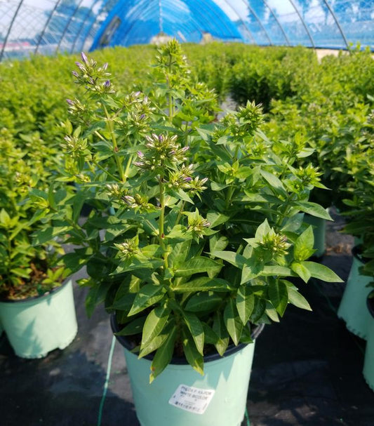 PHLOX P. KA-POW `WHITE BICOLOR`