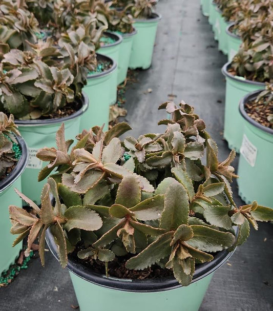 SEDUM TELEPHIUM `PEACH PEARLS`