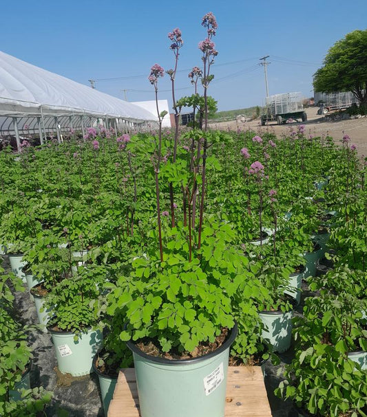 THALICTRUM NIMBUS `PINK`