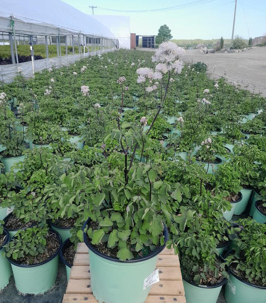 THALICTRUM NIMBUS `WHITE`