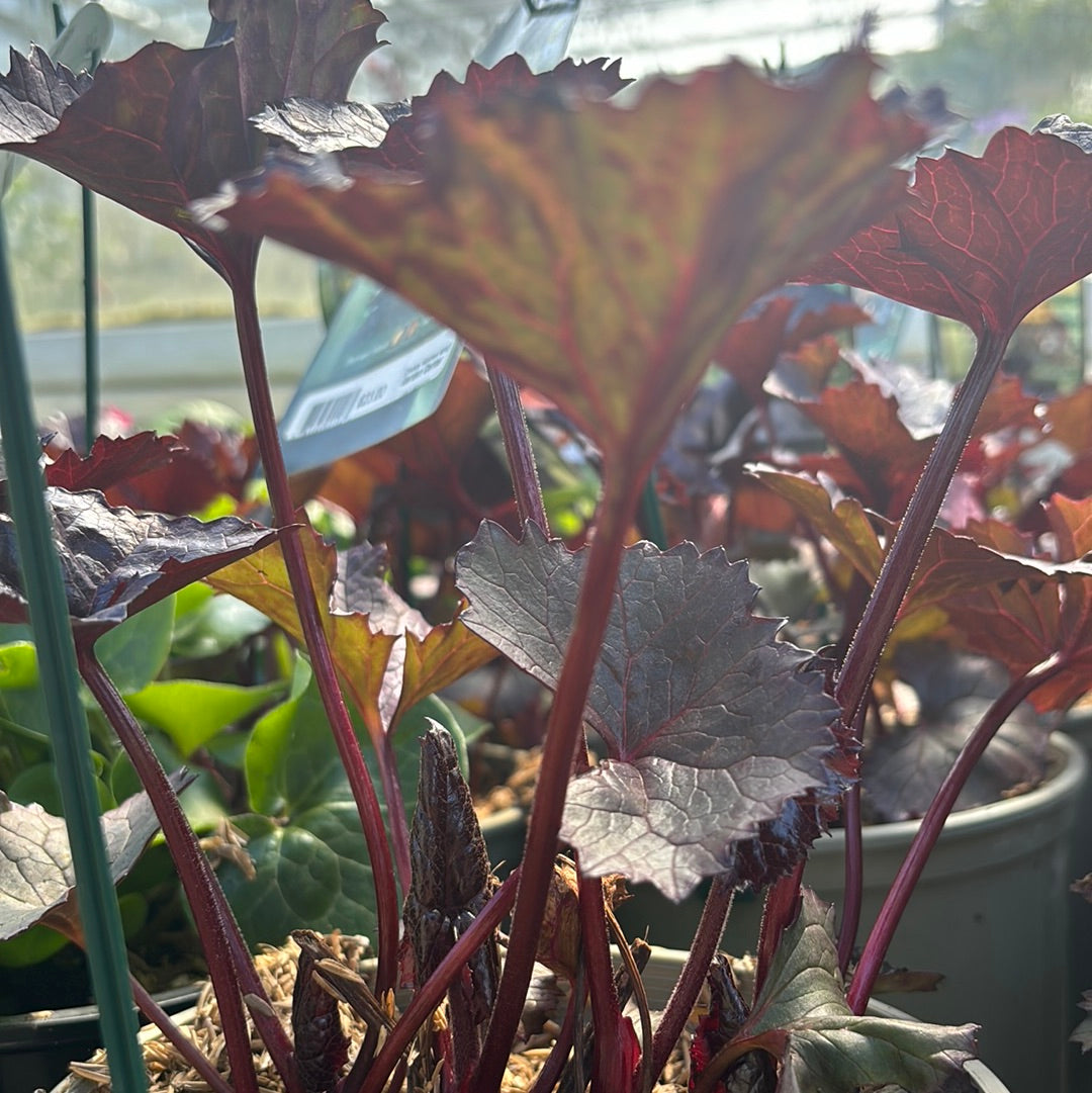 LIGULARIA DENTATA `BRITT MARIE CRAWFORD`
