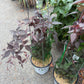 CLEMATIS MOONGATE MOCHA™-Leather flower