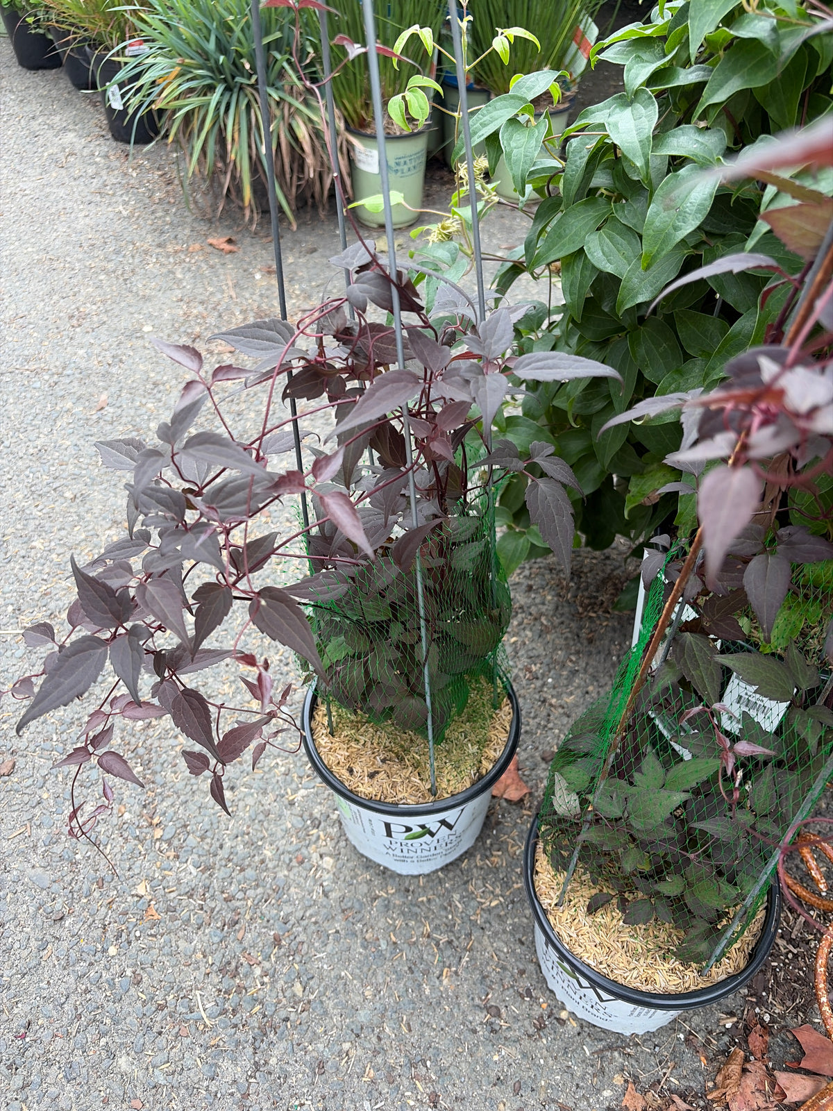 CLEMATIS MOONGATE MOCHA™-Leather flower