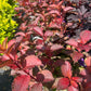WEIGELA `MIDNIGHT SUN`-Weigela
