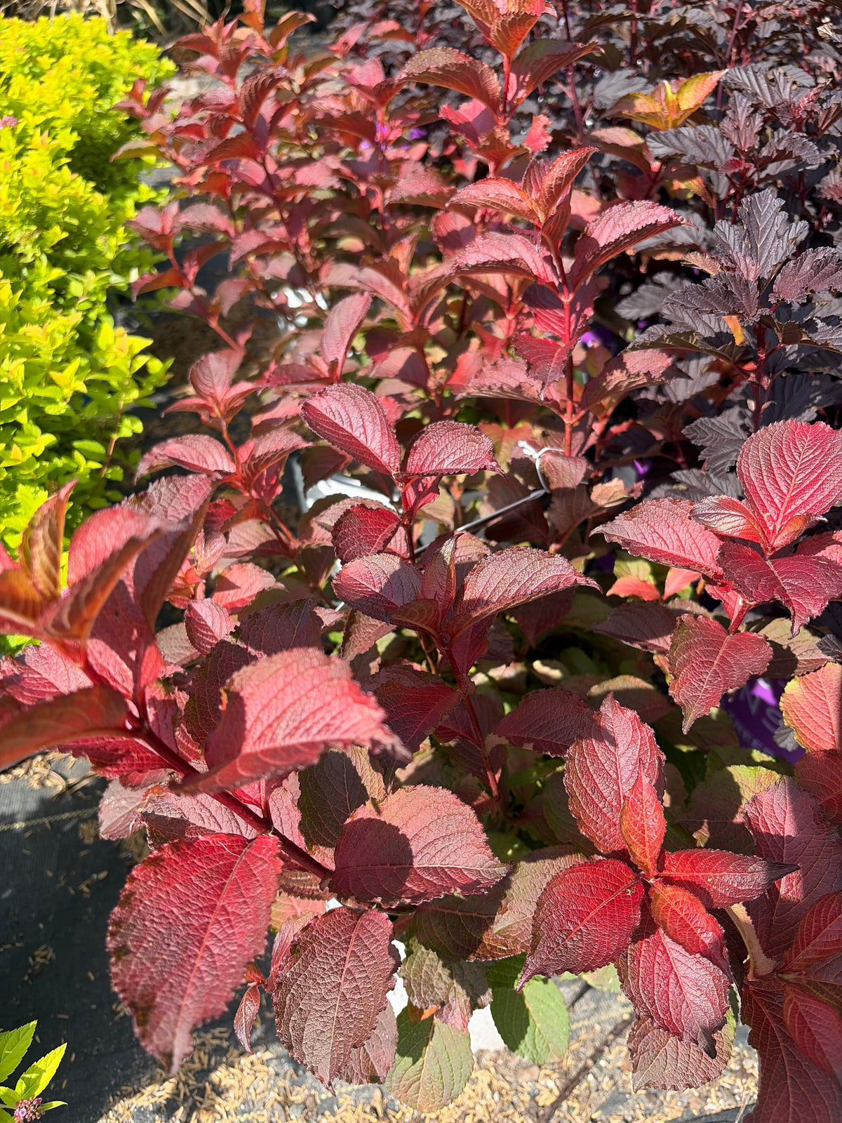 WEIGELA `MIDNIGHT SUN`-Weigela