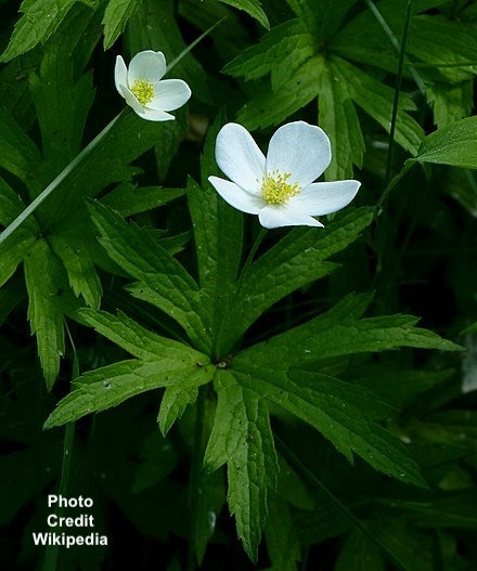 ANEMONE CANADENSIS