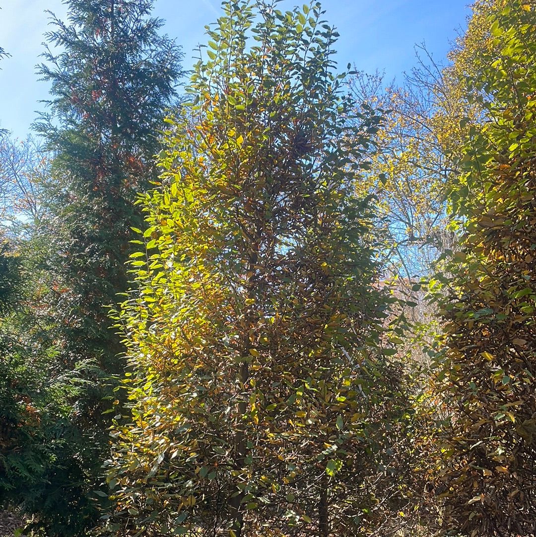 CARPINUS betulus-European hornbeam
