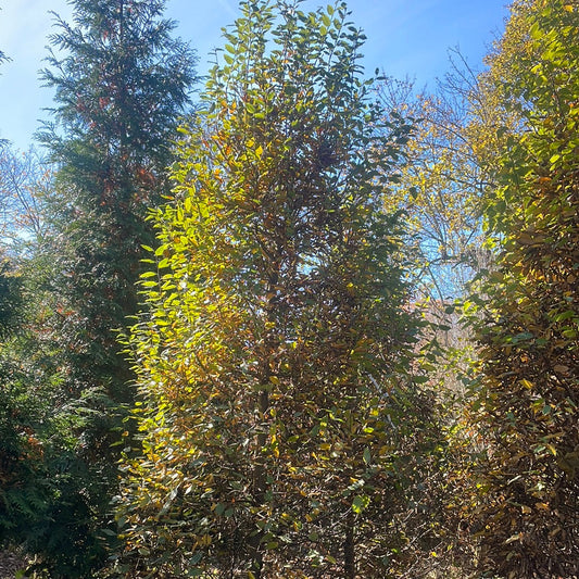 CARPINUS betulus-European hornbeam