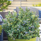 VACCINIUM X `PEACH SORBET`