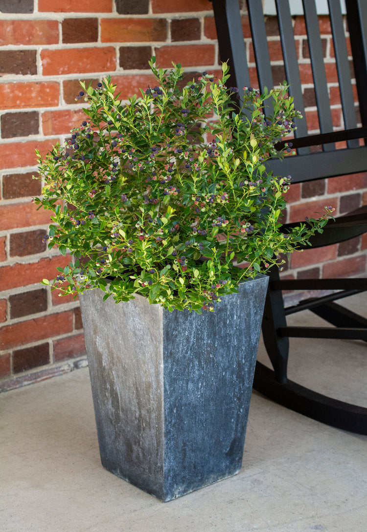 VACCINIUM `BERRY BUX` (BLUEBERRY GLAZE)