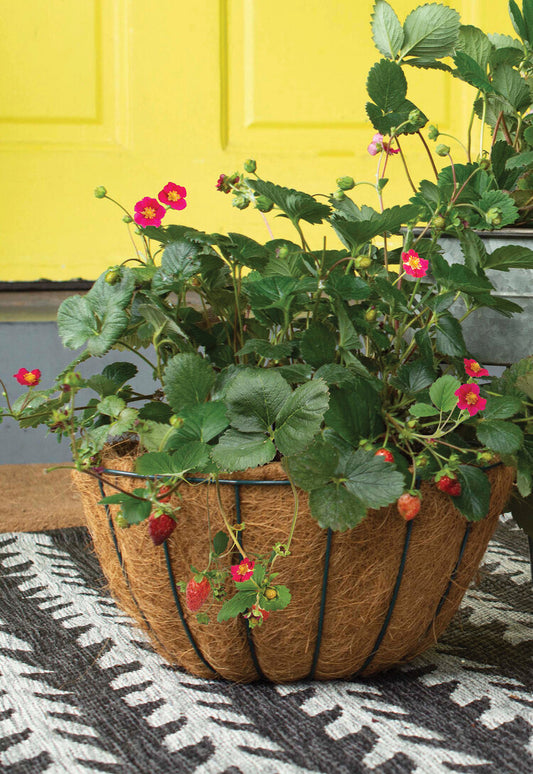 STRAWBERRY `SCARLET BELLE` - 6`` POT