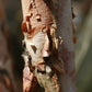 BETULA nigra Heritage'-River birch