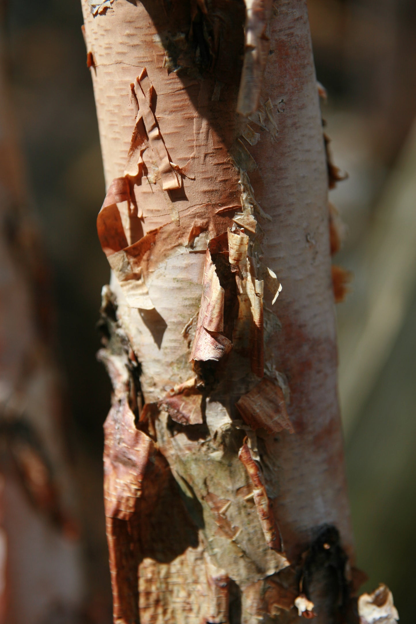 BETULA nigra Heritage'-River birch